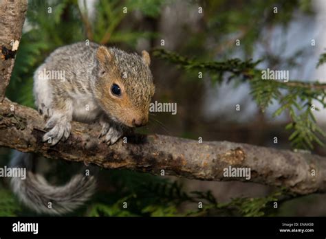 Baby Gray Squirrel Stock Photo Alamy