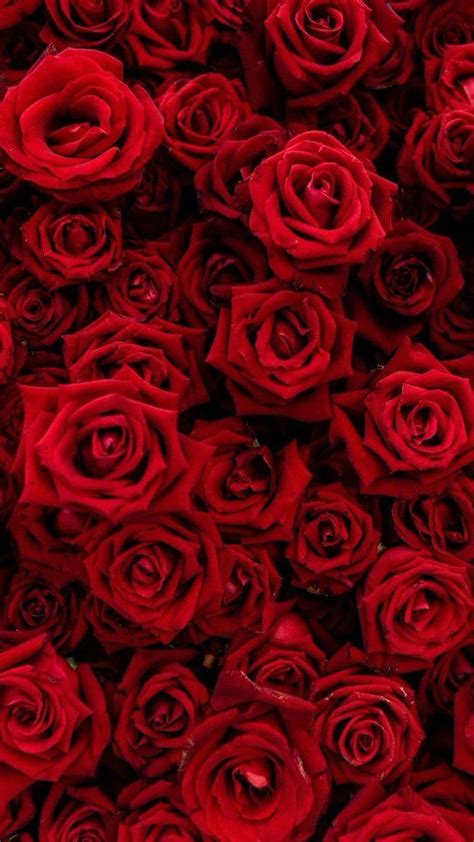 Chloe🤍 On Twitter Dark Red Wallpaper Red Wallpaper Red Roses Wallpaper