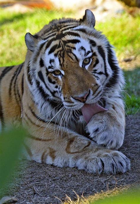 Lsus Mike The Tiger Faces Very Serious Complex And Life Threatening