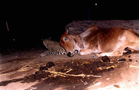 Unlikely Friendship Heartwarming Bond Between A Leopard And A Cow