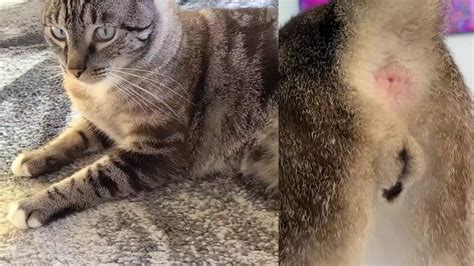 Feline Anatomy 101 Cat Balls And Bütthole After Bubble Bath Male Neutered