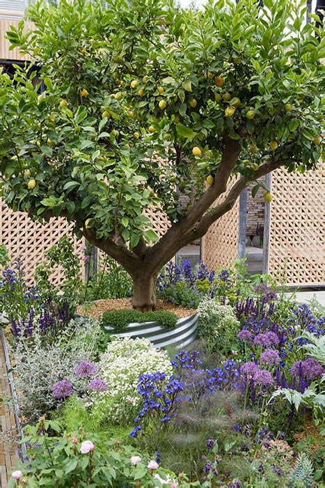 Chelsea 2018 The Lemon Tree Trust Garden The English Garden