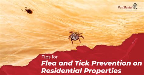 Tips For Flea And Tick Prevention On Residential Properties