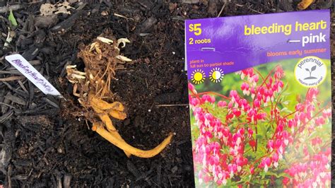 Learn to grow beautiful bleeding heart plants. How to plant a Bleeding Heart root (the correct way ...