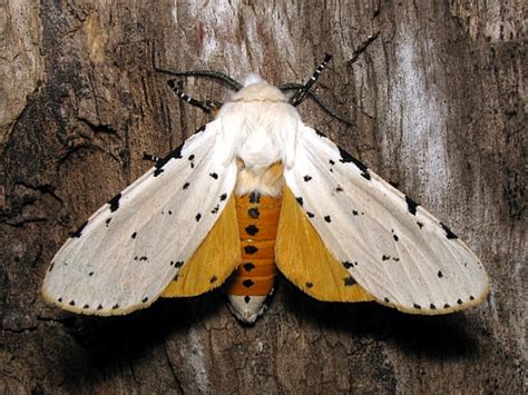 Salt Marsh Moth Hodges 8131 Estigmene Acrea BugGuide Net