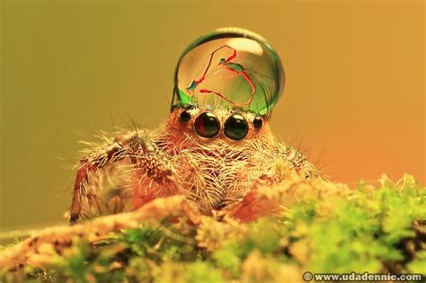 Fashionable Jumping Spiders Jumping Spider Spider Wildlife Photography