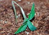 Best Soil For Marijuana Seedlings Photos