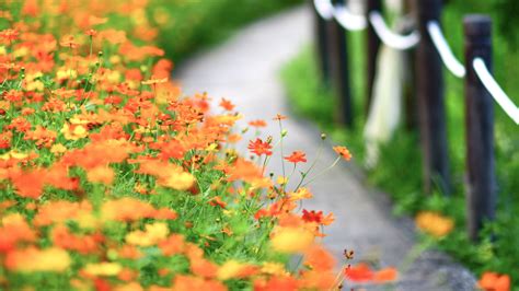 Download Wallpaper 3840x2160 Flowers Petals Blur Orange 4k Uhd 169