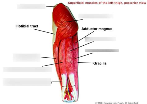 Labeling Superficial Thigh Muscles Posterior Diagram Quizlet