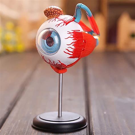 Buy Xiezi Anatomical Model Human Eye Model Human Eyeball Anatomy Model