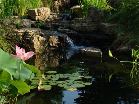 But what kind would you get? How to Prepare Natural Pools and Koi Ponds for Winter ...