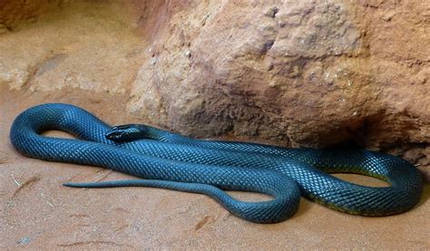 inland taipan | Serpente, Veleni, Animali selvaggi