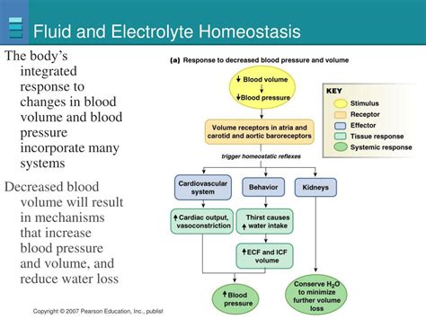 Ppt Integrative Physiology Ii Fluid And Electrolyte Balance