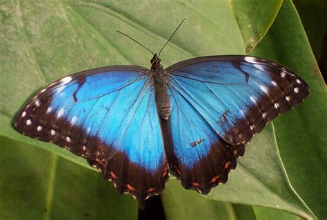 Filetropical Butterfly Wikipedia