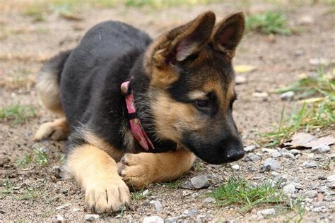 Purebred German Shepherds Puppies For Sale In Sacramento California Classified