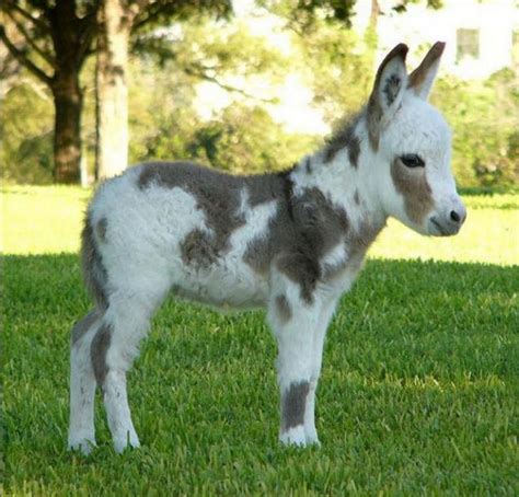 Miniature Donkeys Are Real And Theyre The Cutest Thing Ever