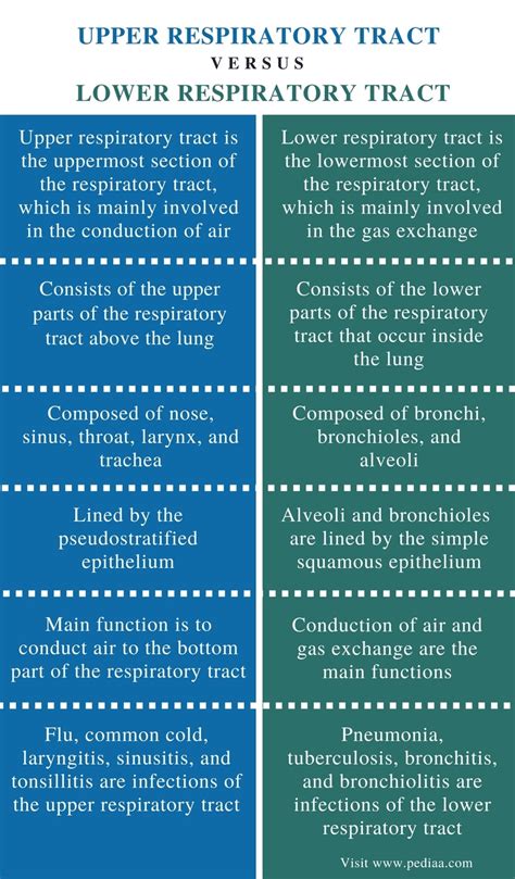 Difference Between Upper And Lower Respiratory Tract Definition