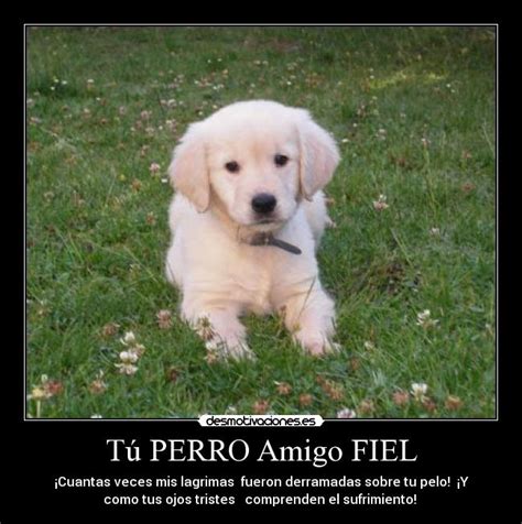 Imágenes De Perros Con Frases Cortas De Amor Para Descargar Gratis