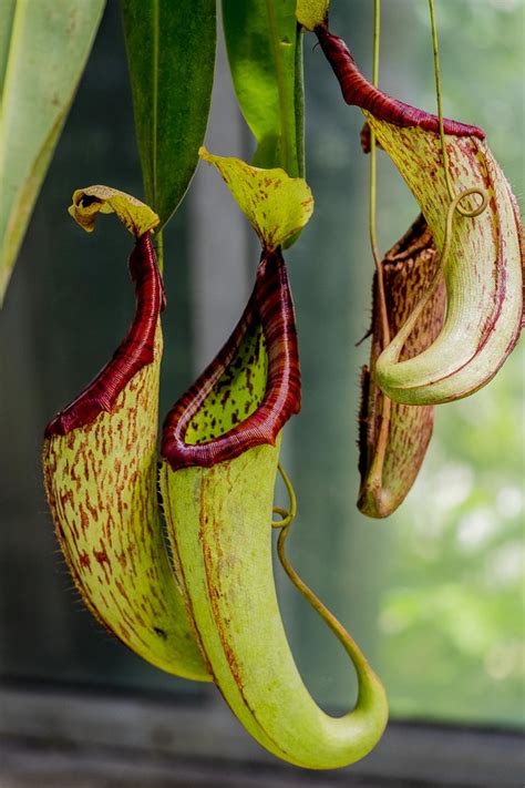 4 Low Maintenance Exotic Plants You Should Grow That Arent A