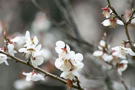 How To Prune A Cherry Tree In A Pot For Great Podcast Miniaturas