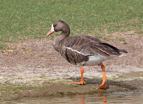 Greater White Fronted Goose San Diego Bird Spot