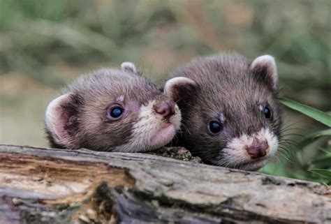 Ferrets - Domestics - Animal Encyclopedia