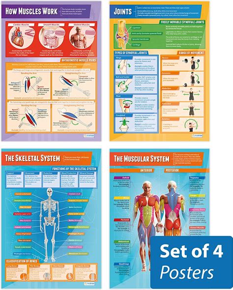 Muscular And Skeletal System Posters Set Of 4 Science Posters Gloss