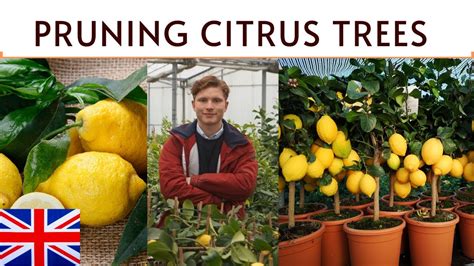 How To Prune Citrus Trees Agrumi Lenzi Youtube