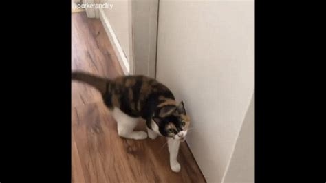 Cat Named Lily ‘saves Her Hooman With The Power Of Her Cuteness