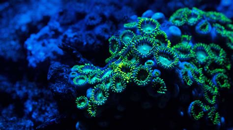 Coral Wallpapers Wallpaper Cave
