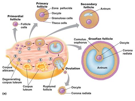 Printable Ovary Diagrams Are Provided In The List Below To Show You The Anatomy Of The Ovary A