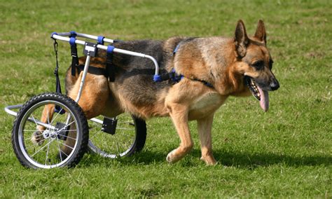 How Do You Care For A Paralyzed Dog