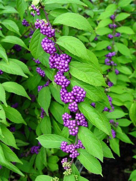 Purple Beautyberry Garden Housecalls Berry Plants Flowering Shrubs