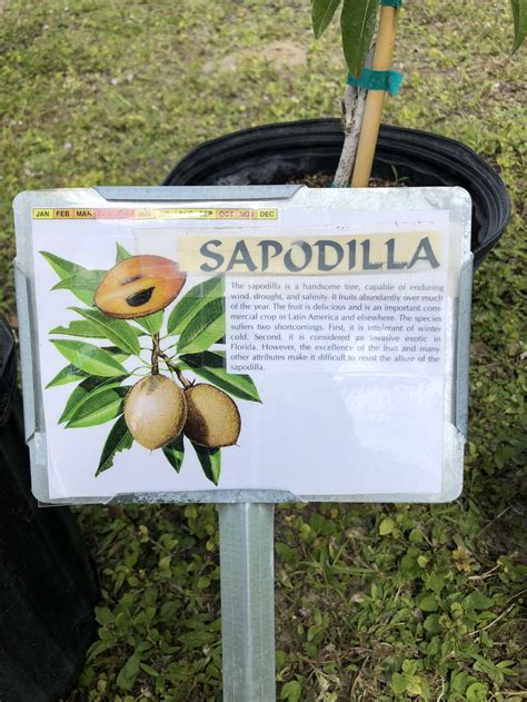 Sapodilla Trees — Productive Produce