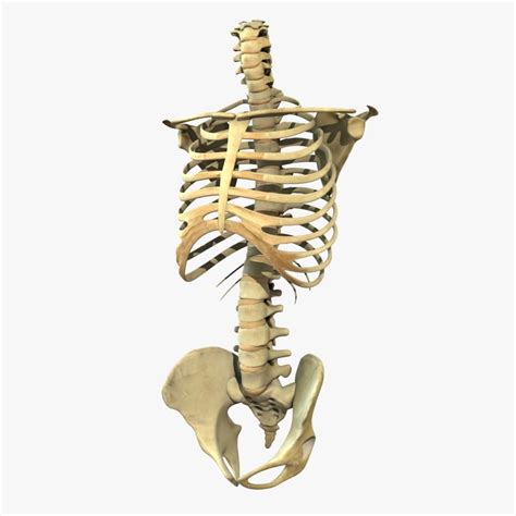 Human Torso Detailed Skeleton Rigged 3d Model 3d Skeleton Skeleton