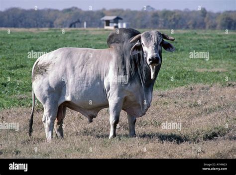 Portrait Of A Large Brahma Bull In A Pasture In East Texas On A Stock