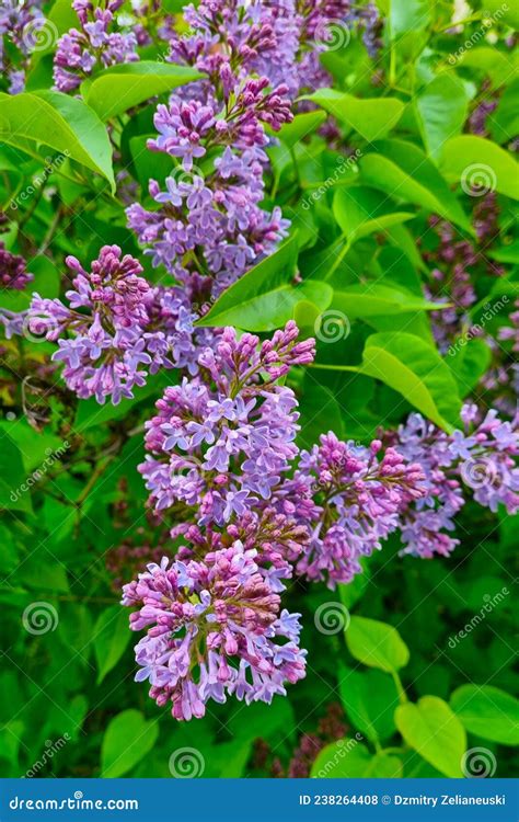 Fragrant Blooming Lilacs In The Garden In Spring Stock Photo Image Of
