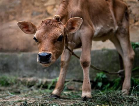 Foto Stok Gratis Tentang Agrikultura Bayi Binatang Bayi Sapi