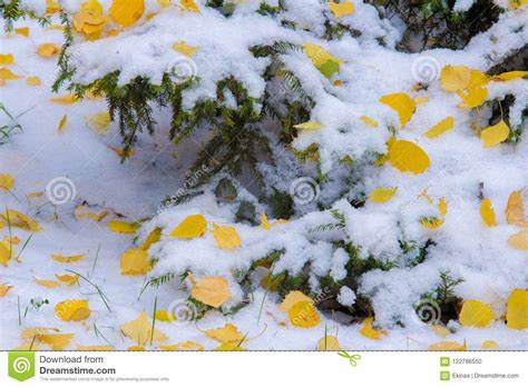 Texture Background Pattern First Snow White And Fluffy
