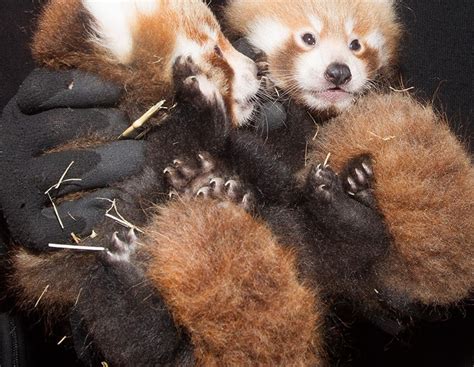 Seeing Double Red Panda Cub Twins Adelaide Zoo