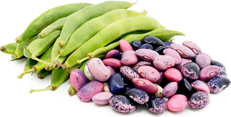 Scarlet Runner Shelling Beans Information Recipes And Facts