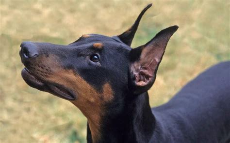 Doberman Pinscher Dog Price Temperament Lifespan Pettime