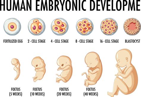 Human Embryonic Development In Human Infographic 6158571 Vector Art At Vecteezy