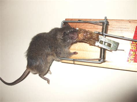 Mouse Infestation Problem Whitefriars Housing Group Mouse Caught