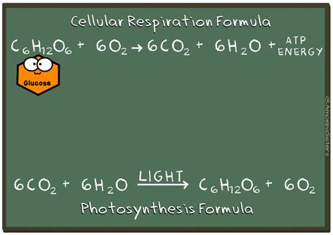 Photosynthesis And Cellular Respiration Lessons Blendspace