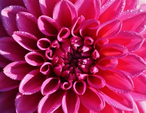 Dahlia Dahlias Fall Free Photo On Pixabay Pixabay