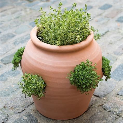 Buy Terracotta Herb Potstrawberry Pot Delivery By Crocus