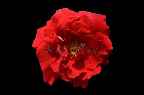 Single Red Rose Flower Top View Isolated Black Stock Photo Image Of