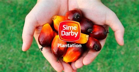 Palm oil is used as an ingredient in many processed foods, along with cosmetics, pharmaceuticals and biodiesel fuel. U.S. blocks palm oil imports from Malaysia's Sime Darby ...