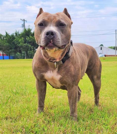 Pitbull Ear Cropping Should You Crop Your Pitbulls Ears